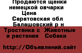 Продаются щенки немецкой овчарки. › Цена ­ 4 000 - Саратовская обл., Балашовский р-н, Тростянка с. Животные и растения » Собаки   